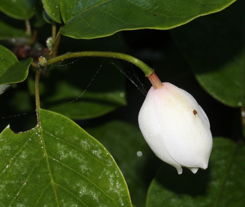 Magnolia sieboldii subsp. japonica photo 5