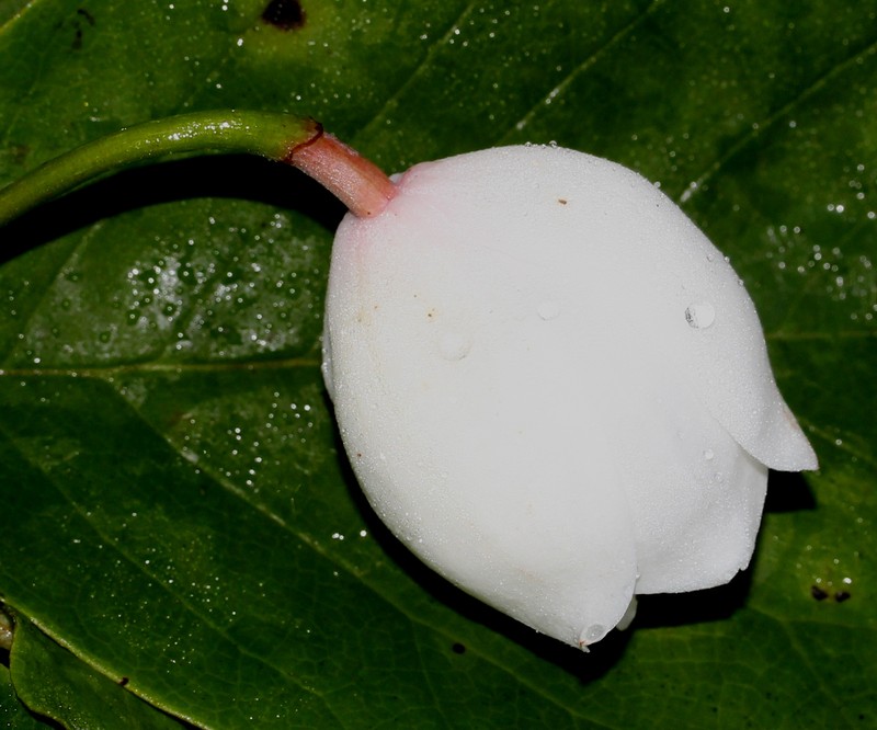 Magnolia sieboldii subsp. japonica photo 6