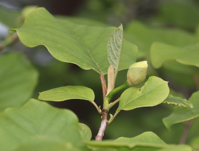 Magnolia sieboldii subsp. japonica photo 7