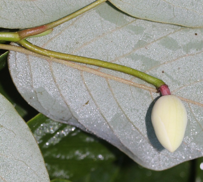 Magnolia sieboldii subsp. japonica photo 8