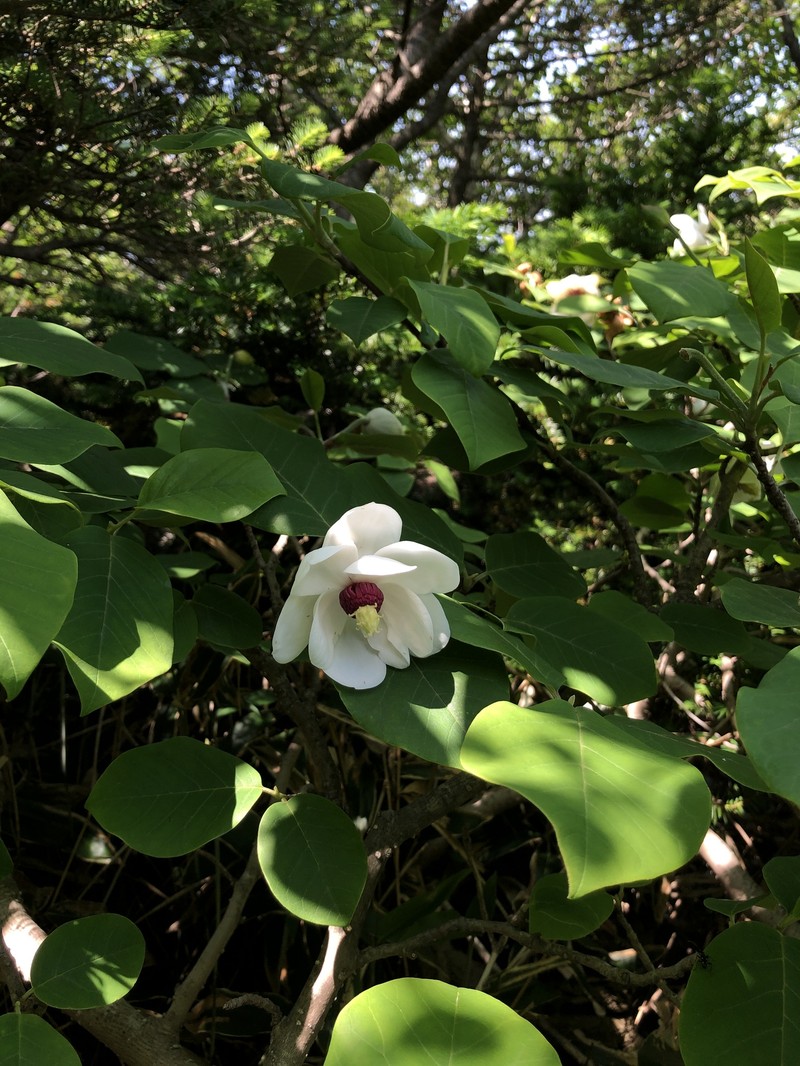 Magnolia sieboldii subsp. sieboldii