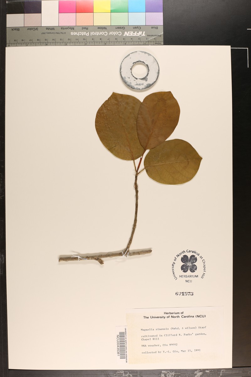 Magnolia sieboldii subsp. sinensis photo 2