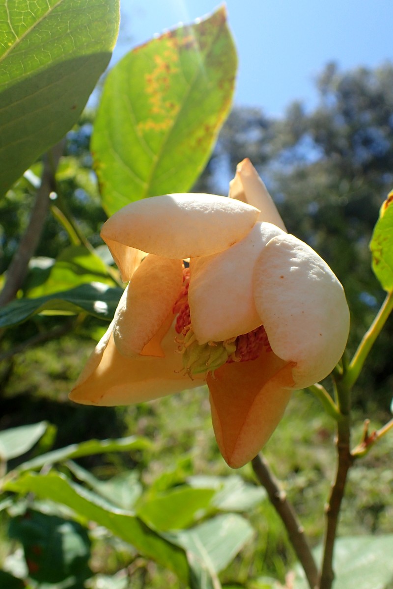 Magnolia sieboldii subsp. sinensis