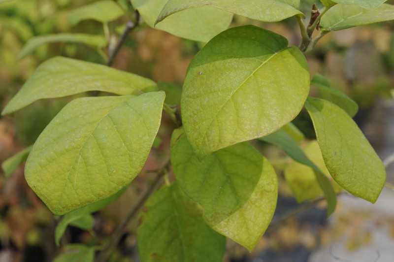 Magnolia sieboldii subsp. sinensis photo 3