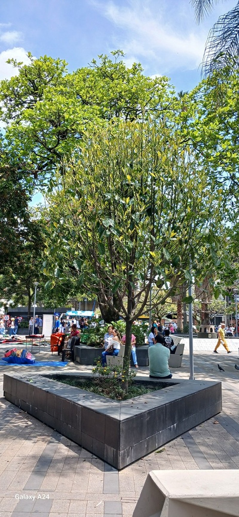 Magnolia silvioi