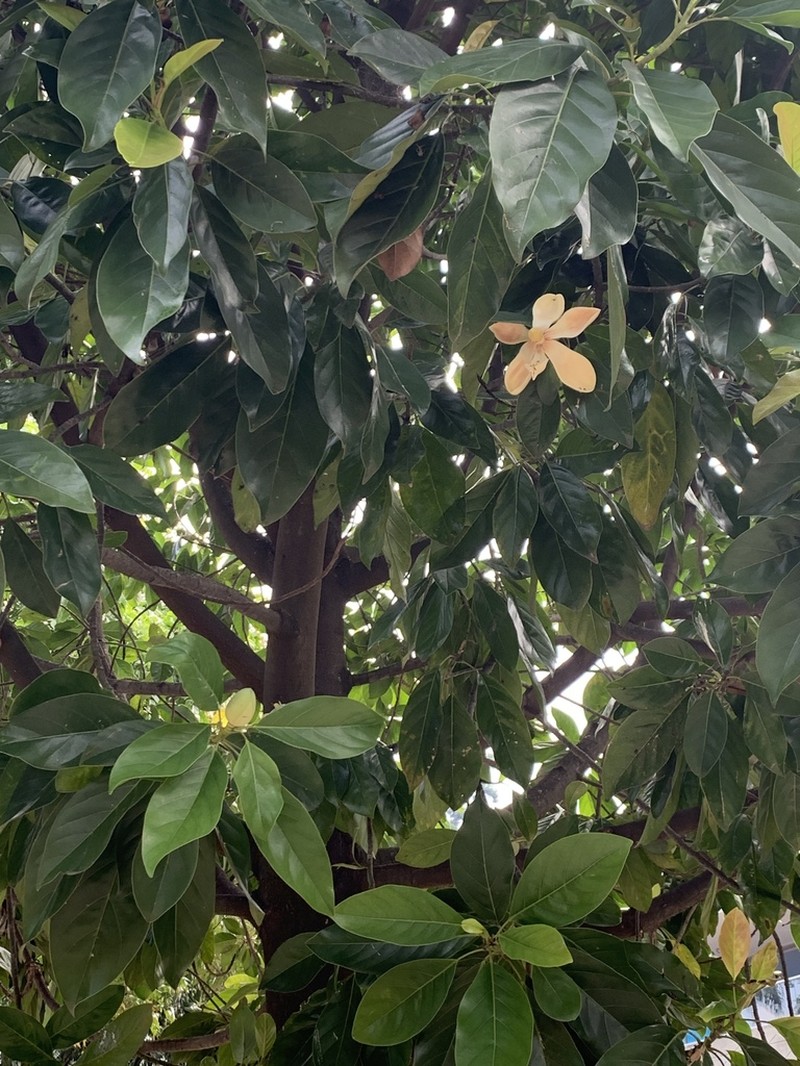 Magnolia silvioi photo 2