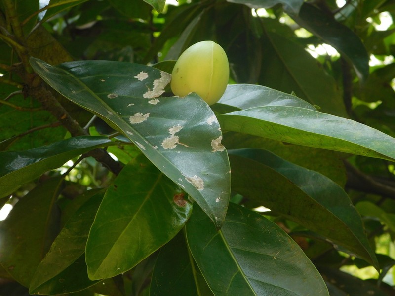 Magnolia silvioi photo 3
