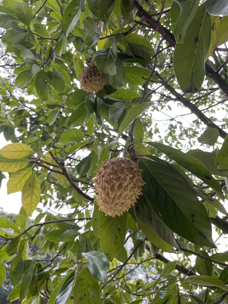 Magnolia silvioi photo 4