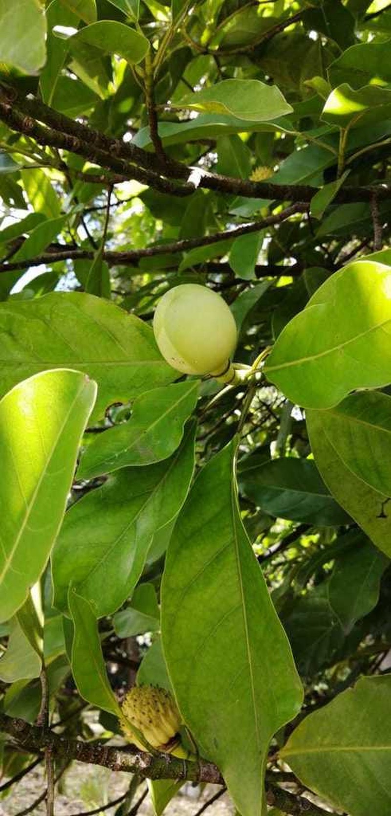 Magnolia silvioi photo 6
