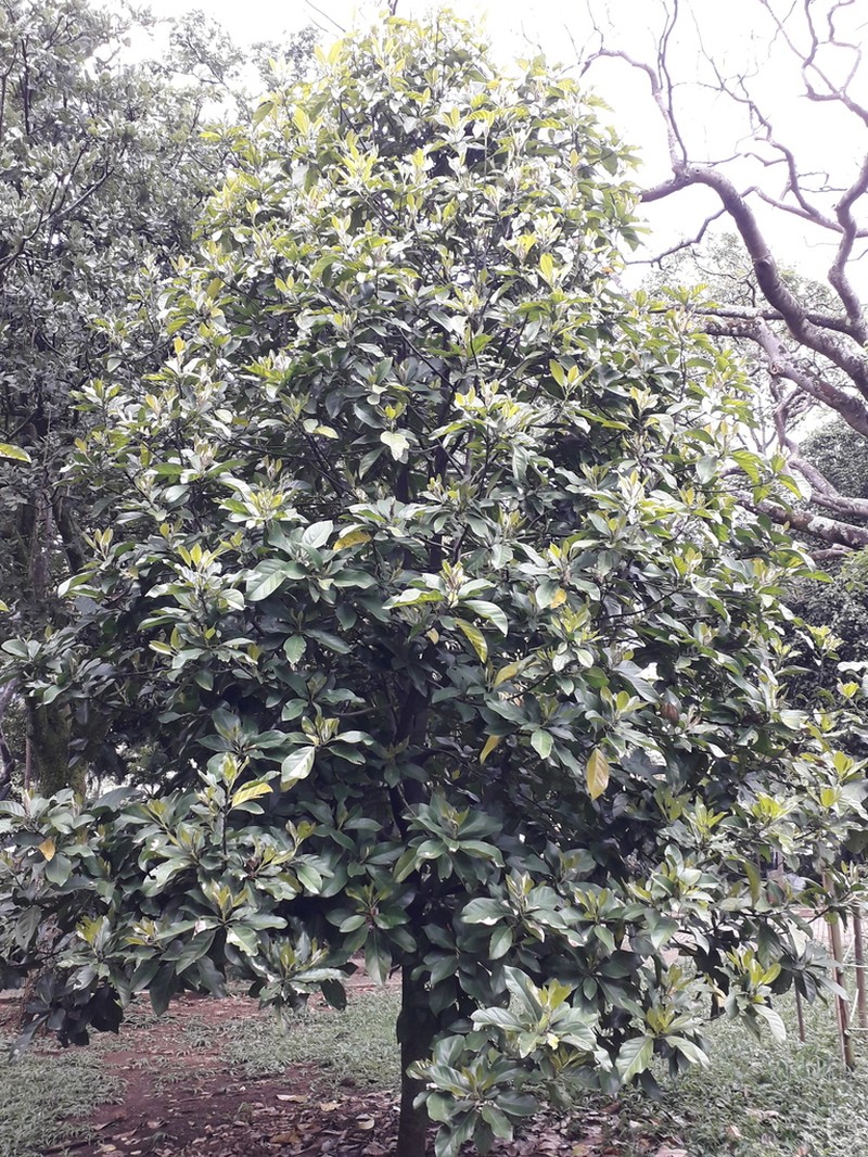 Magnolia silvioi photo 7