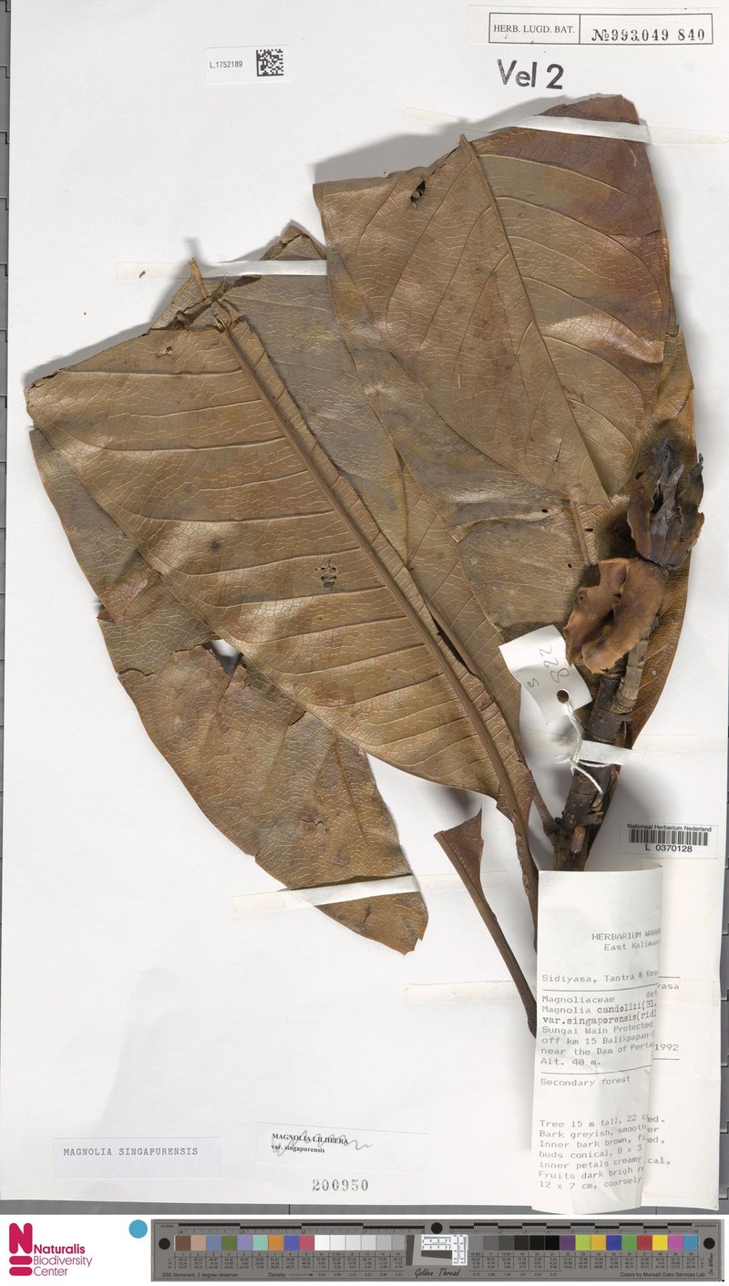 Magnolia singapurensis photo 2