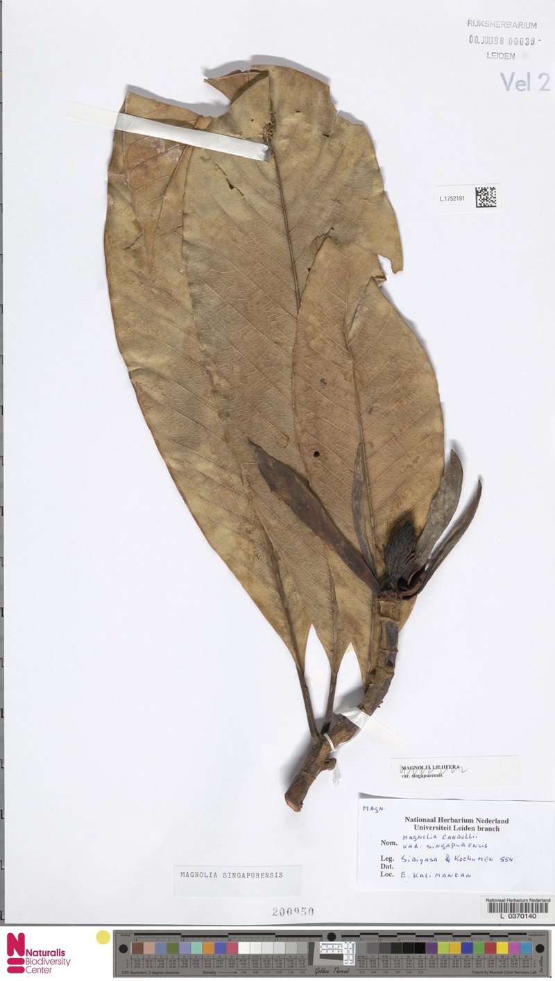 Magnolia singapurensis photo 5