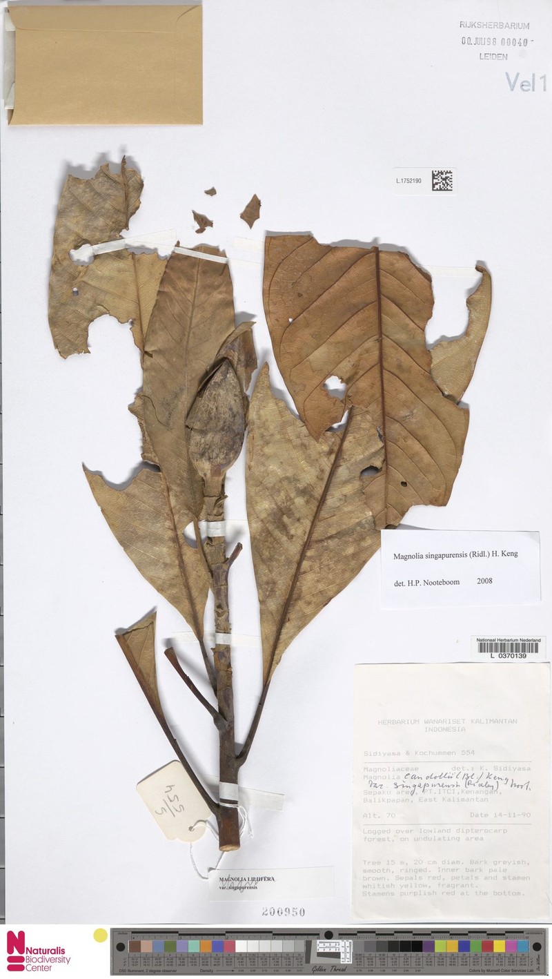 Magnolia singapurensis photo 7