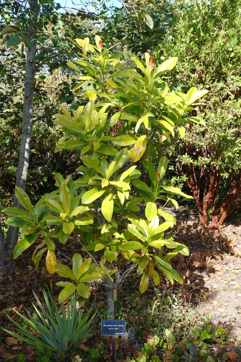 Magnolia sinica