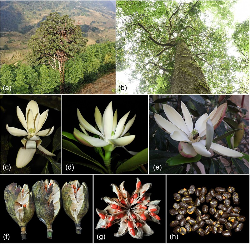 Magnolia sinica photo 2