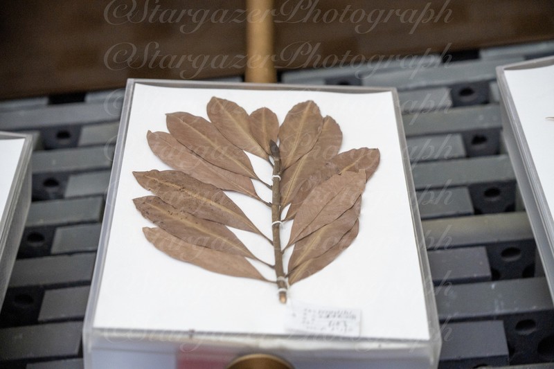 Magnolia sinica photo 3