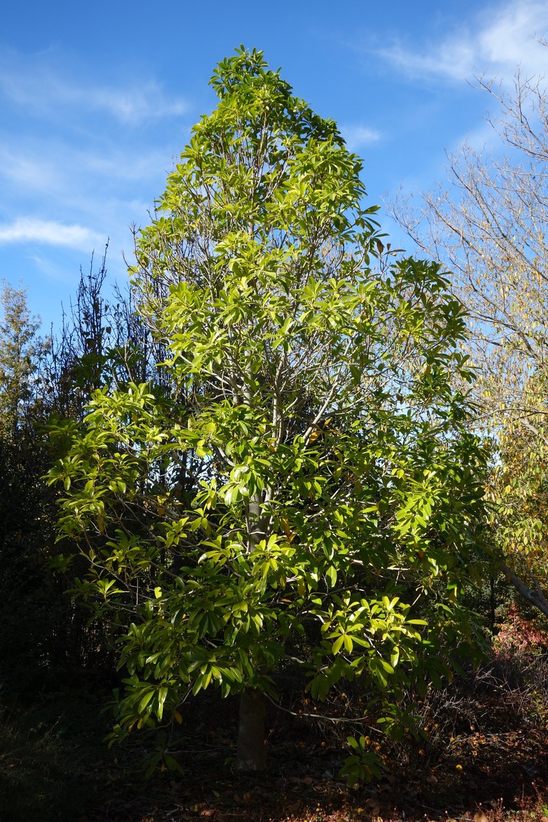 Magnolia sinica photo 5