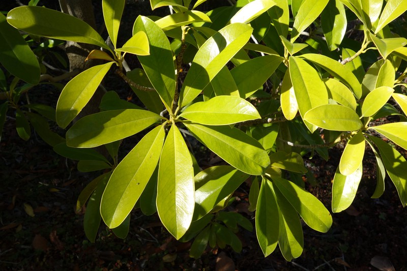 Magnolia sinica photo 6