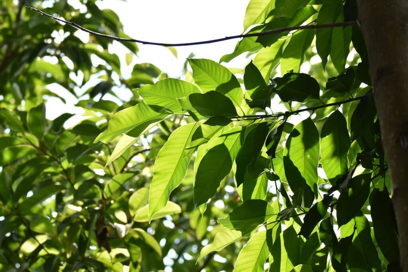 Magnolia sirindhorniae photo 3