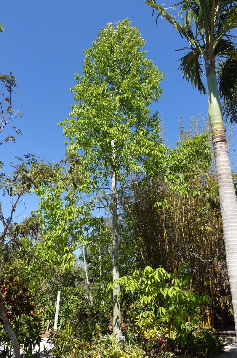 Magnolia sirindhorniae