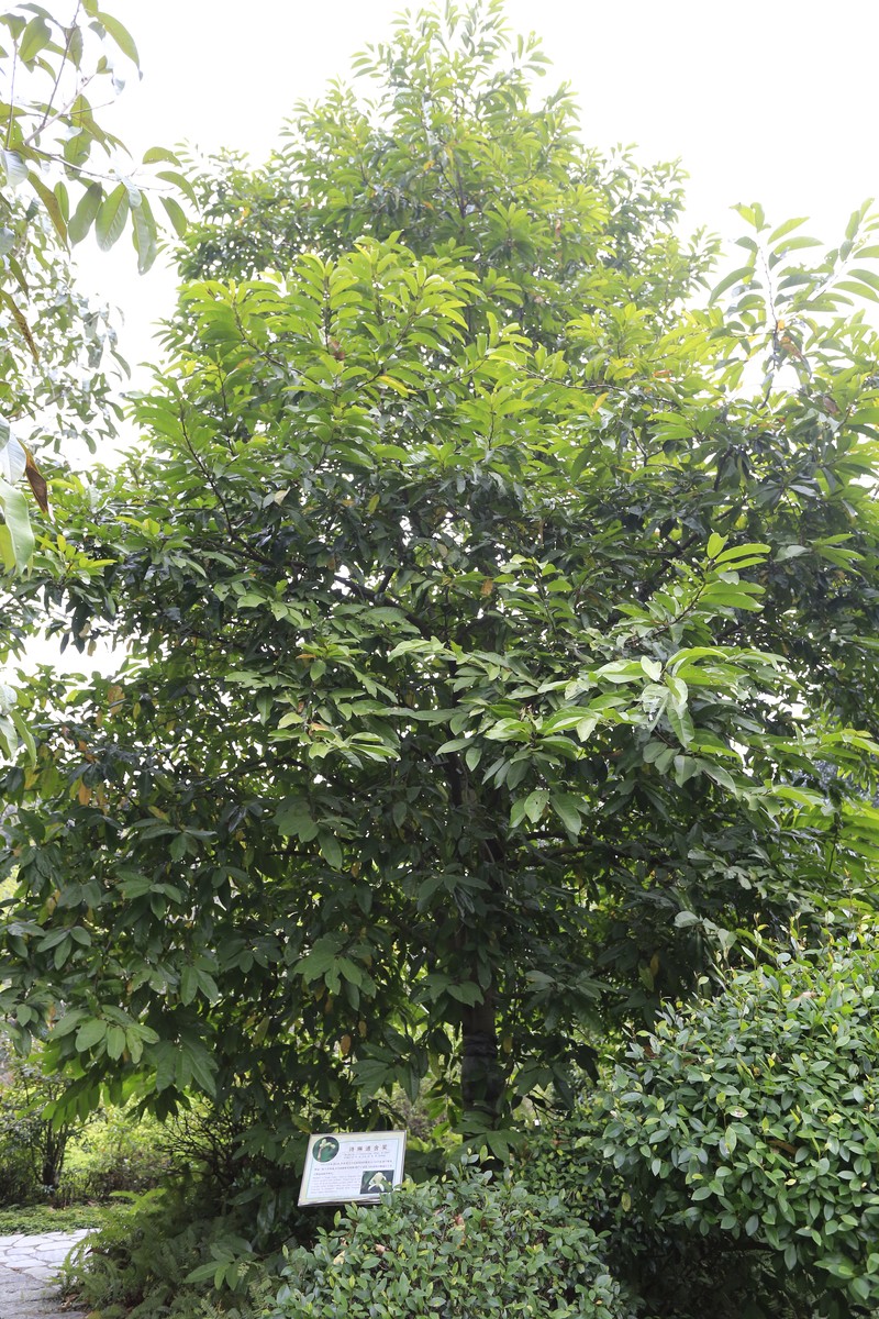 Magnolia sirindhorniae photo 8
