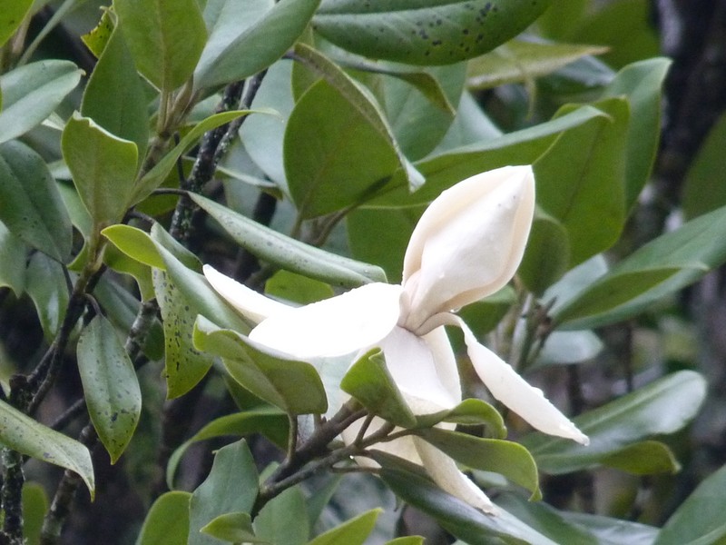 Magnolia sororum photo 2