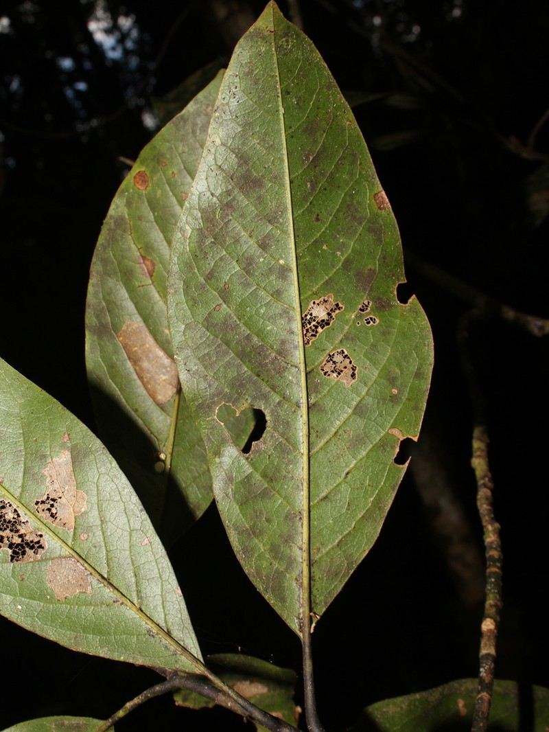 Magnolia sororum photo 3