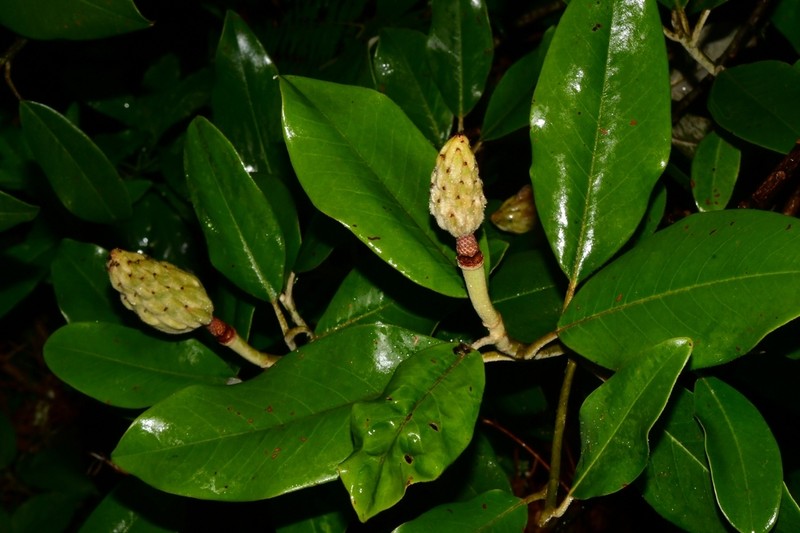 Magnolia sororum photo 4