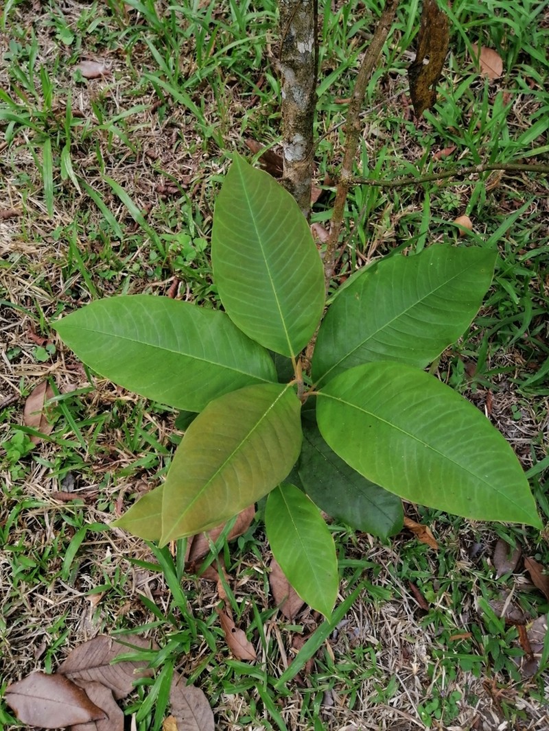 Magnolia sororum photo 5