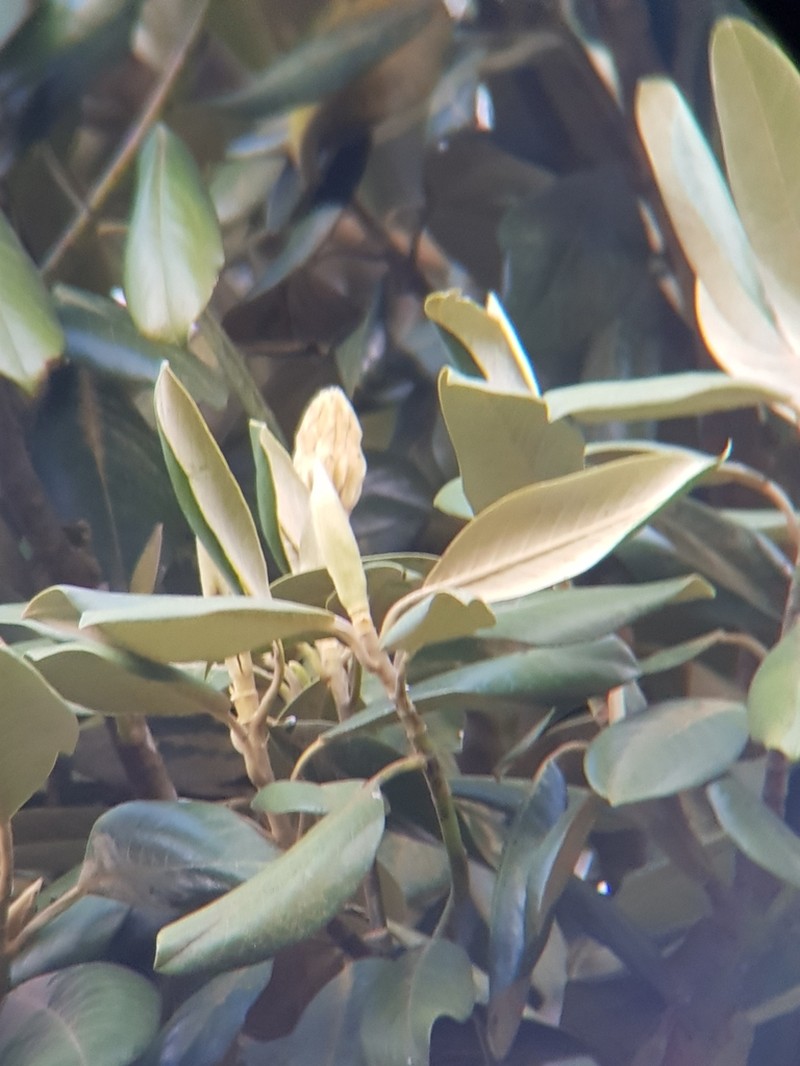 Magnolia sororum photo 6
