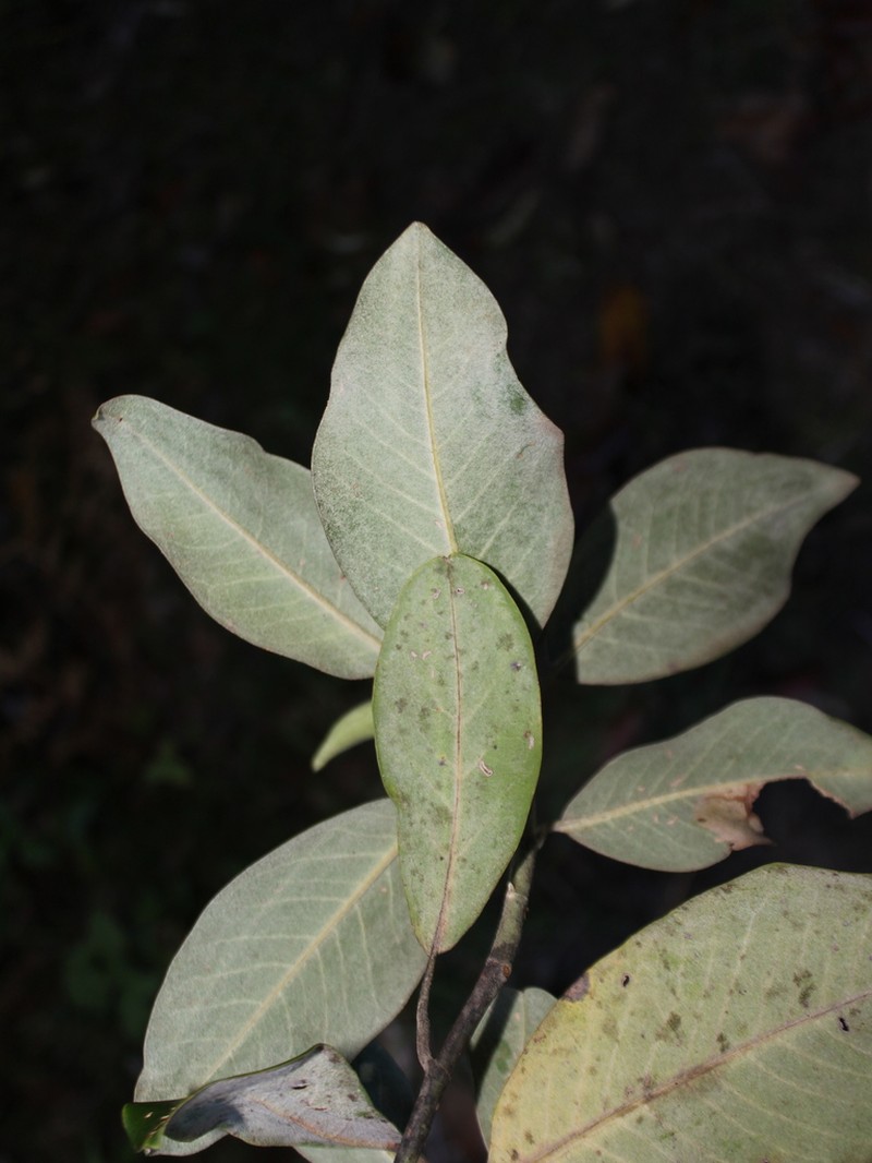 Magnolia sororum photo 7