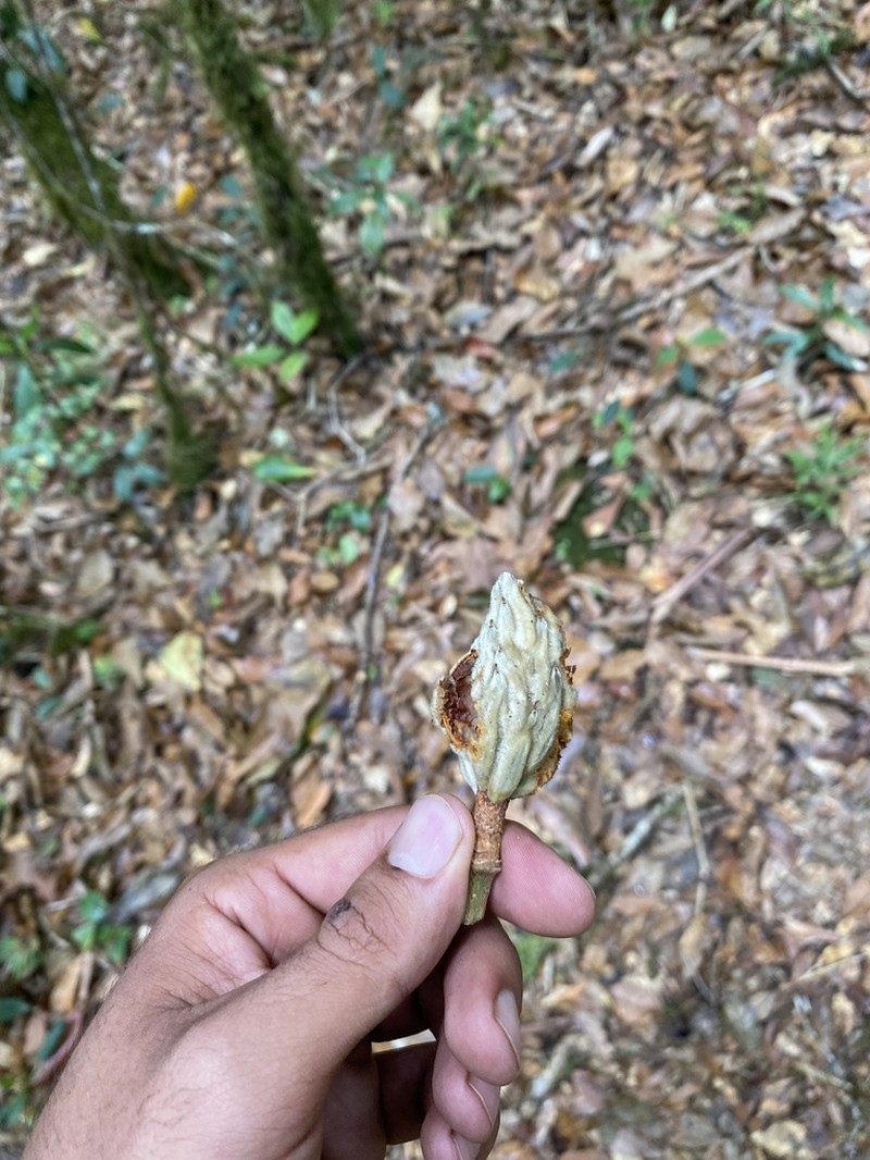 Magnolia sororum photo 8