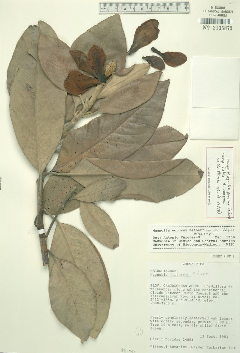 Magnolia sororum subsp. lutea