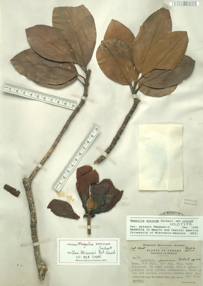 Magnolia sororum subsp. sororum