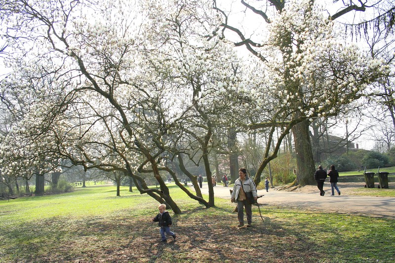 Chinese Magnolia photo 4