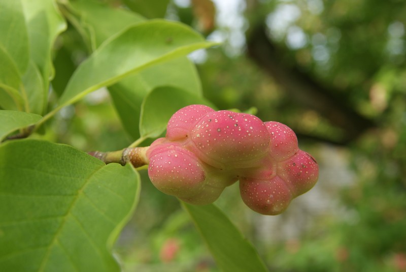 Chinese Magnolia photo 5