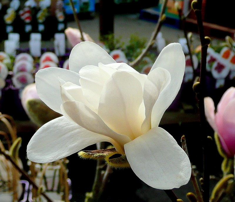 Chinese Magnolia photo 2