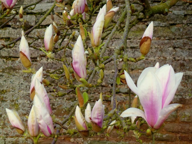 Chinese Magnolia