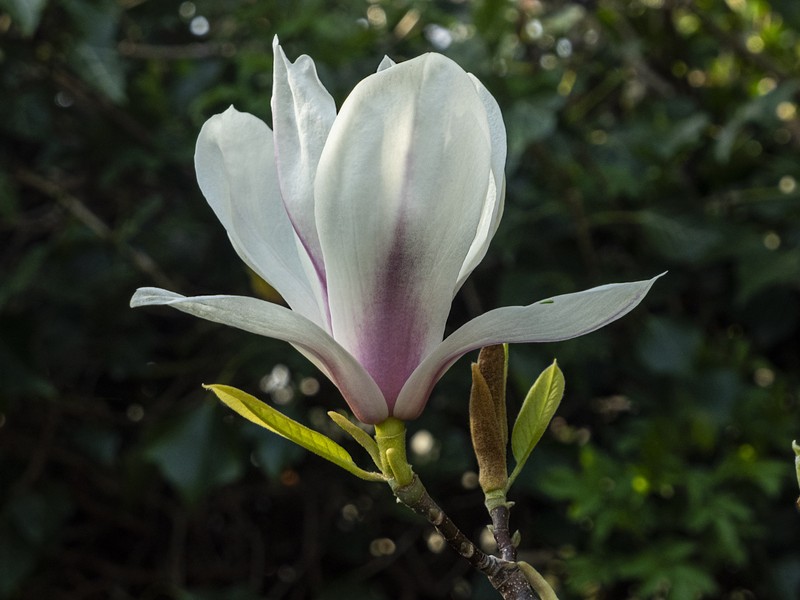 Chinese Magnolia photo 3
