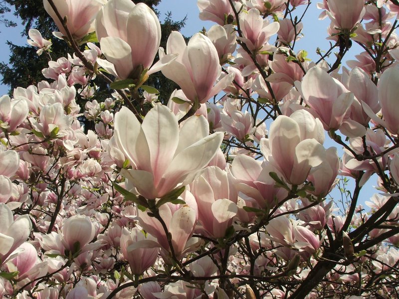 Chinese Magnolia photo 6