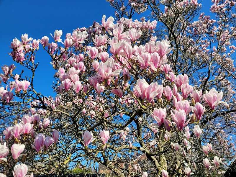 Chinese Magnolia photo 7
