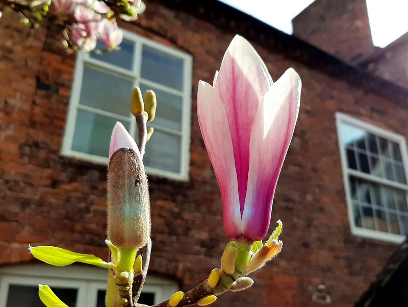Chinese Magnolia photo 8