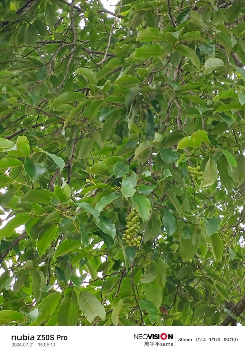 Magnolia sphaerantha