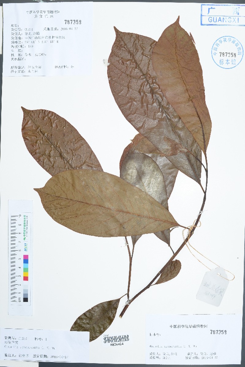 Magnolia sphaerantha photo 2