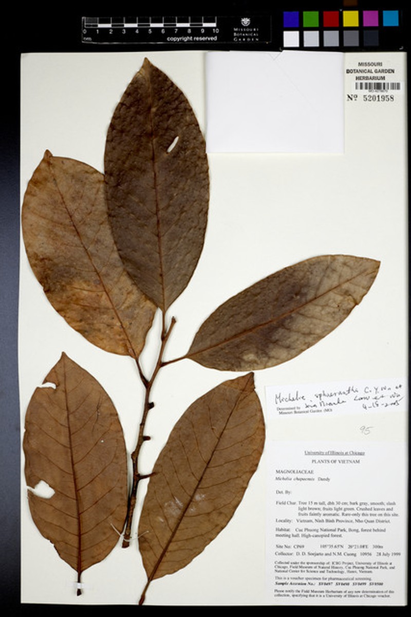Magnolia sphaerantha photo 3