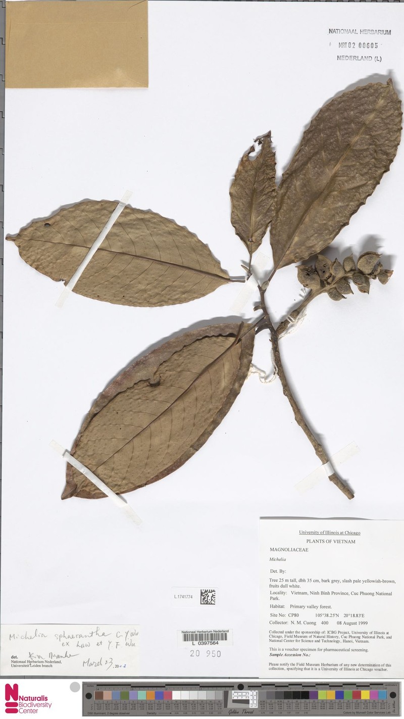 Magnolia sphaerantha photo 4