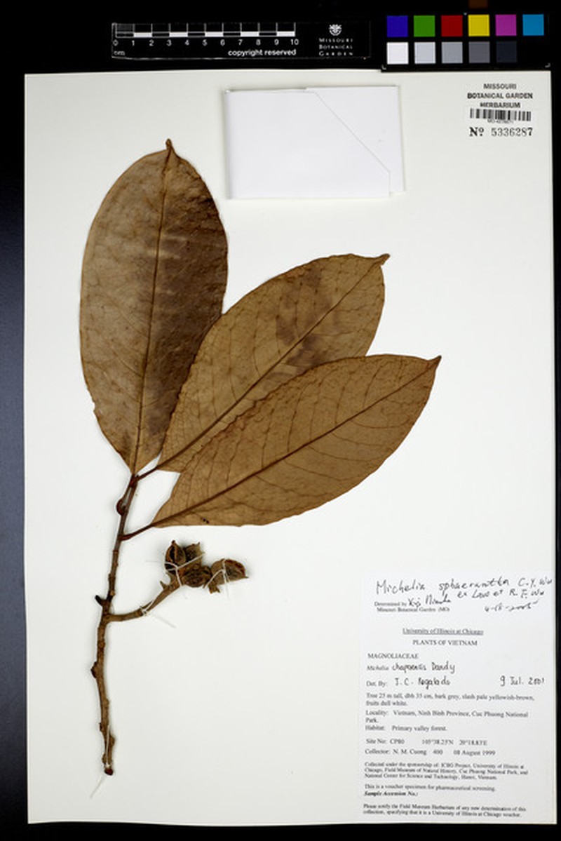 Magnolia sphaerantha photo 5