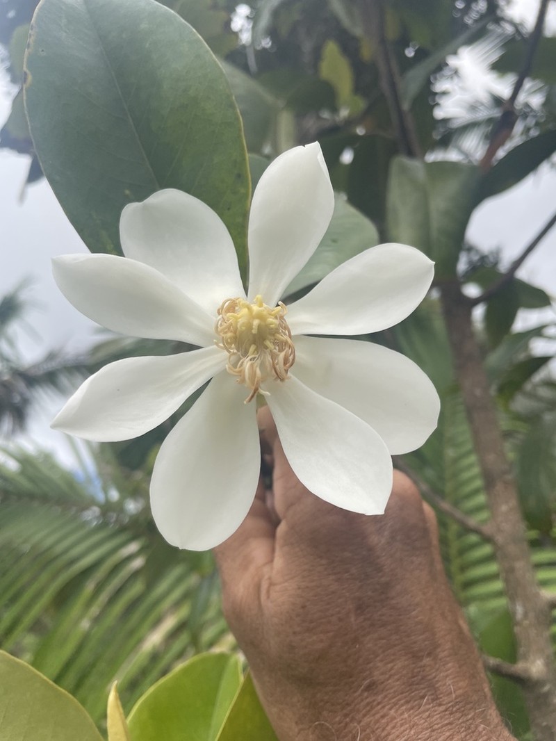 Laurel Magnolia