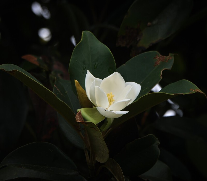 Laurel Magnolia photo 2