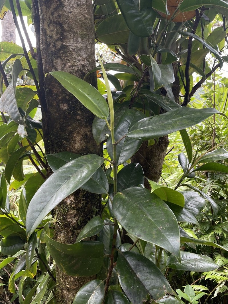 Laurel Magnolia photo 3